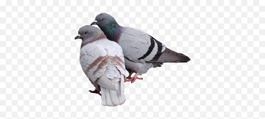 Pigeon Png Transparent Images 8 - 400 X 324 Webcomicmsnet Pigeons Png,Eating Png