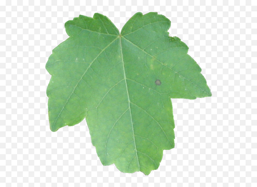 Ivy Texture Png - Plant Pathology,Ivy Leaf Png