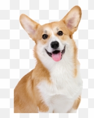 Rescue - Corgi Png,Corgi Transparent