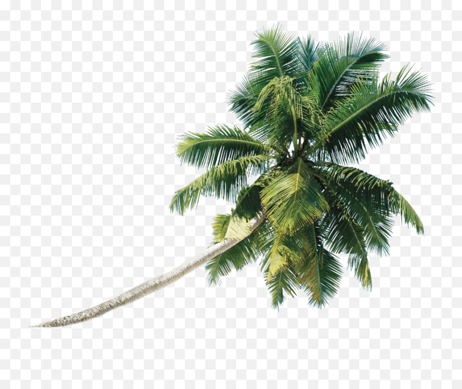 Beach Coconut Tree Png Transparent - Transparent Coconut Tree Png,Palm Trees Png
