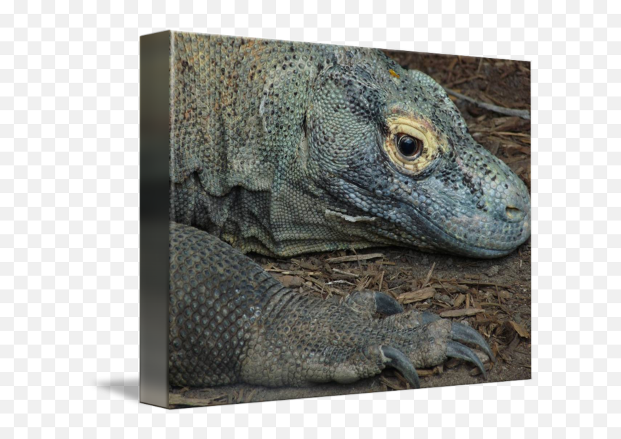 Komodo Dragon - Komodo Dragon Png,Komodo Dragon Png