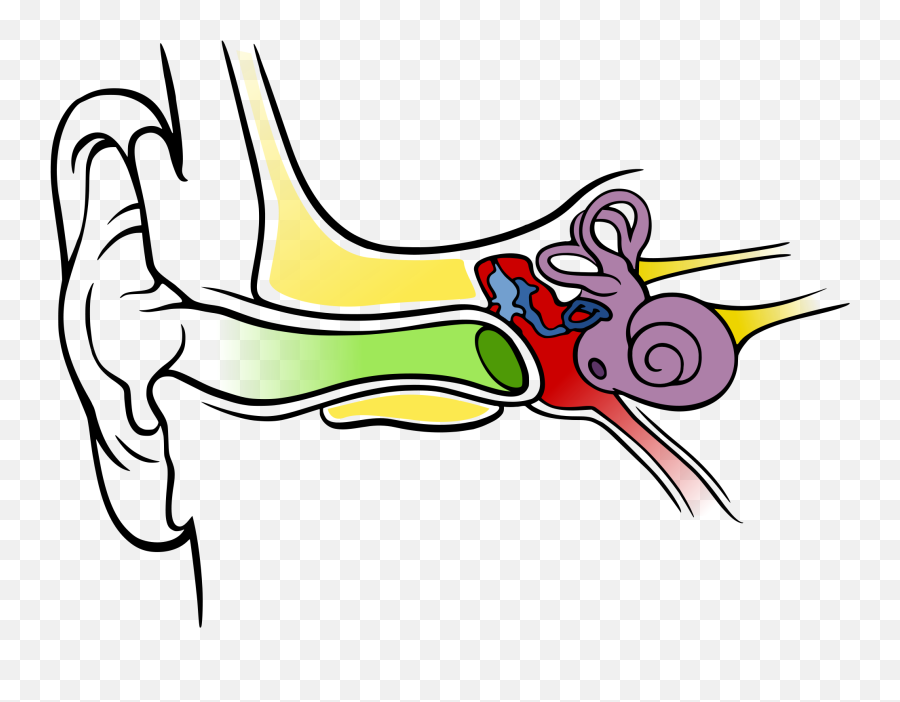 The Science Of Sound U2014 Conscious Club - Anatomy Of The Human Ear Png,Ear Png