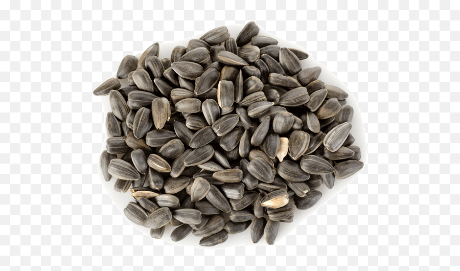 Sunflower Seed Png 1 Image - Sunflower Seeds In Urdu,Seed Png