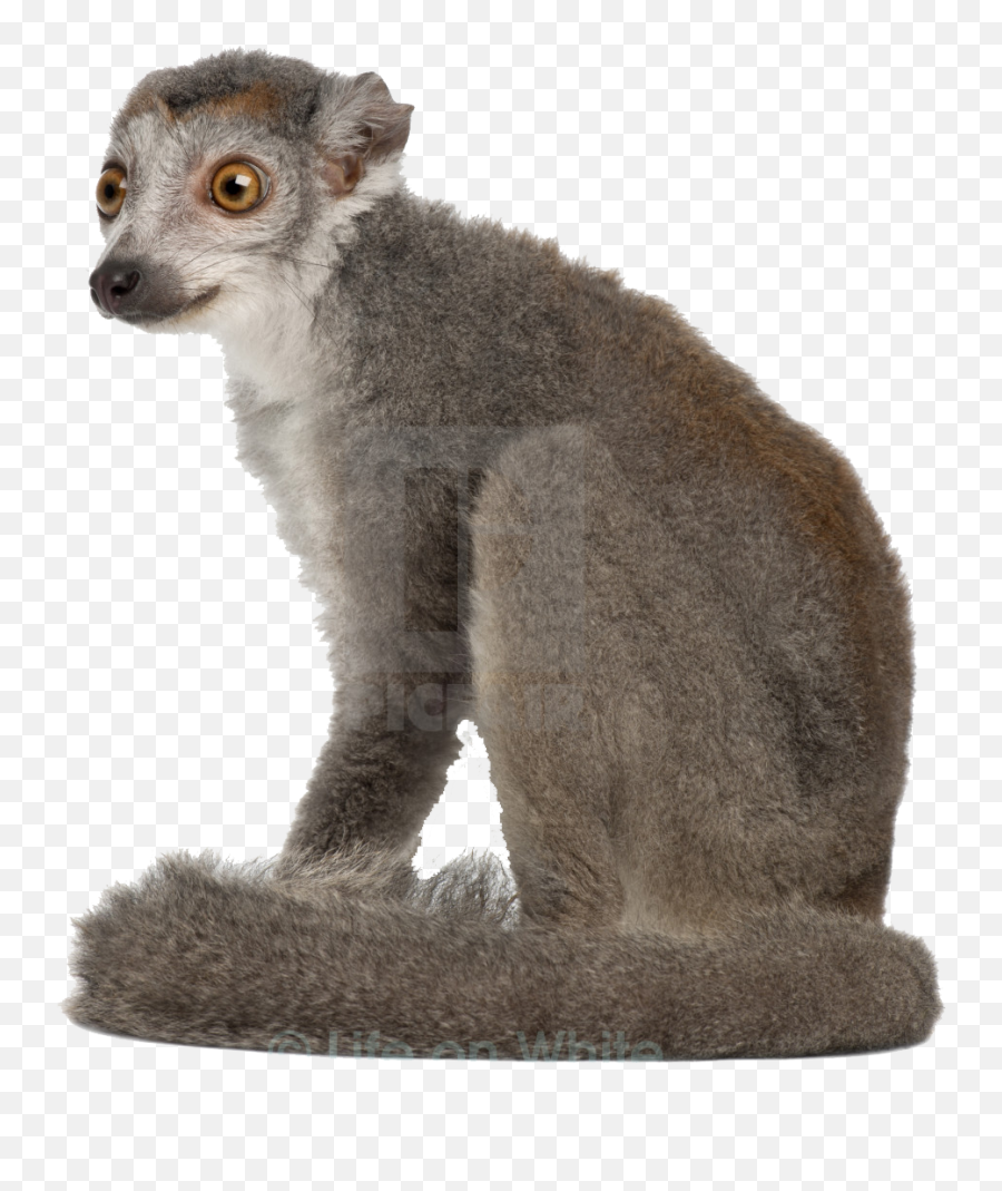 Lemur Png Transparent Image