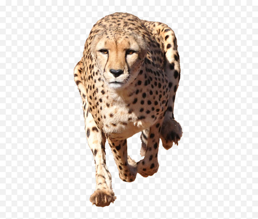 Cheetah Stock Photography Illustration - Cheetah Running With No Background Png,Chester Cheetah Png