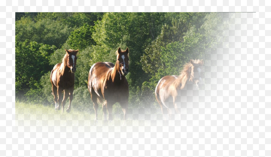 Semican - 2 U0026 3 String Hay Bales Herd Png,Hay Bale Png