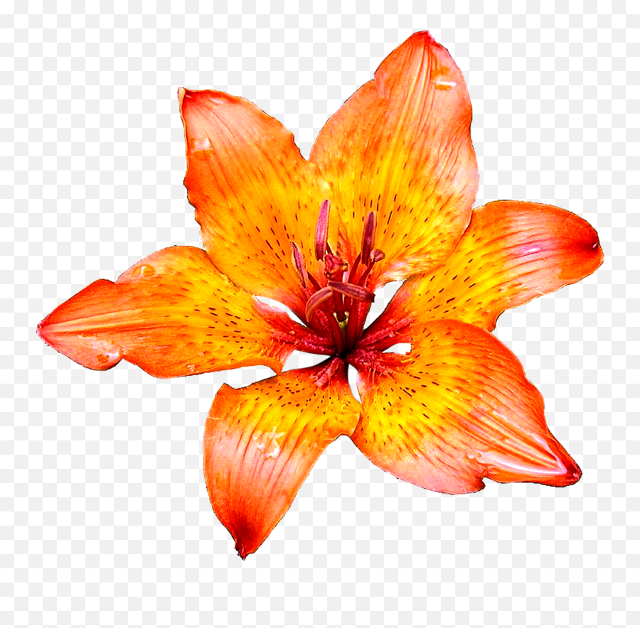 Pngforall Beautiful Lily Flowers Hd Png Images Download - Details On White Background,Lily Flower Png