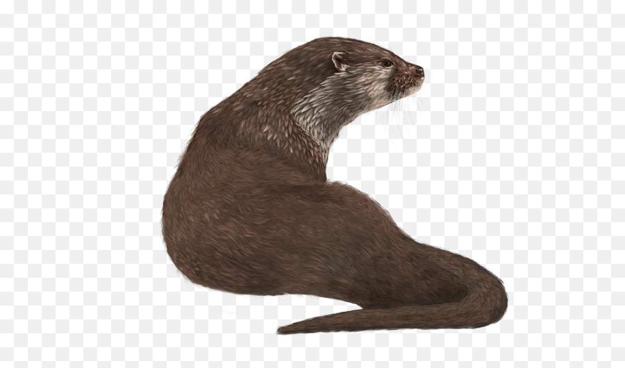 Mustelidae The Mammal Next Door - Otter Png,Weasel Png