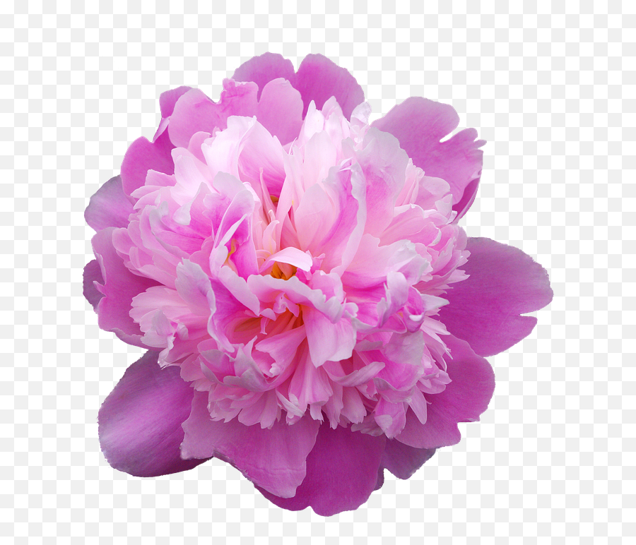 Picturesque Peonies - Peonia Png,Peonies Png