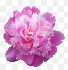 Picturesque Peonies - Peonia Png,Peonies Png