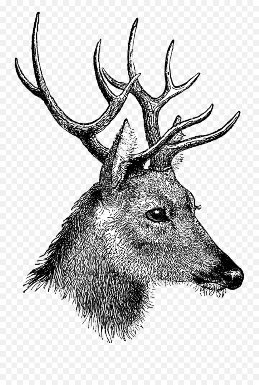 Reindeer Head Png Transparent Collections - Drawings Of Deer Side,Elk Png