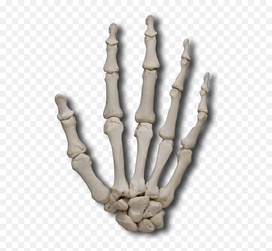 Bone Hand Transparent Png Clipart - Skeleton Hand Transparent Background,Skeleton Hand Png