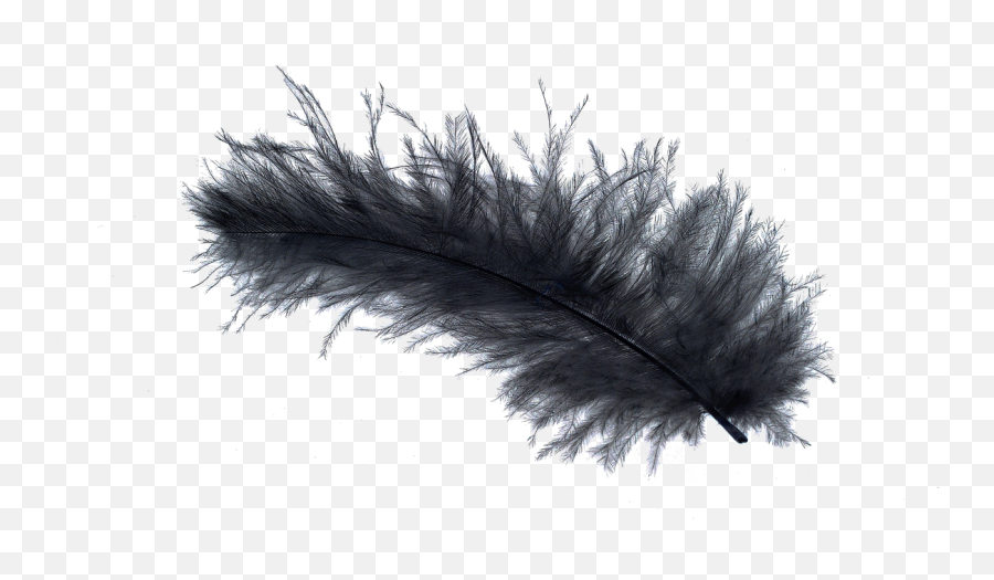 Bird Light Feather Stock - Birds Of Paradise Feathers Png,Black Feather Png