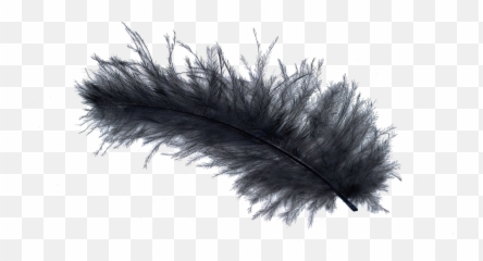 Bird Light Feather Stock - Birds Of Paradise Feathers Png,Black Feather Png