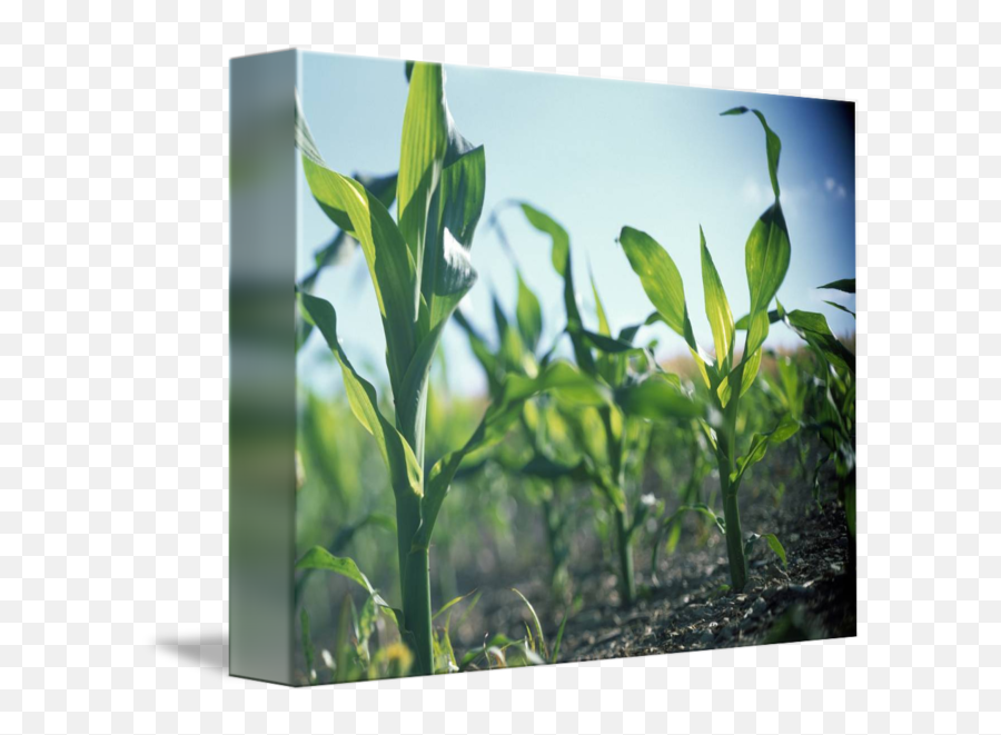 Corn Stalks By Panoramic Images - Grass Png,Corn Stalk Png