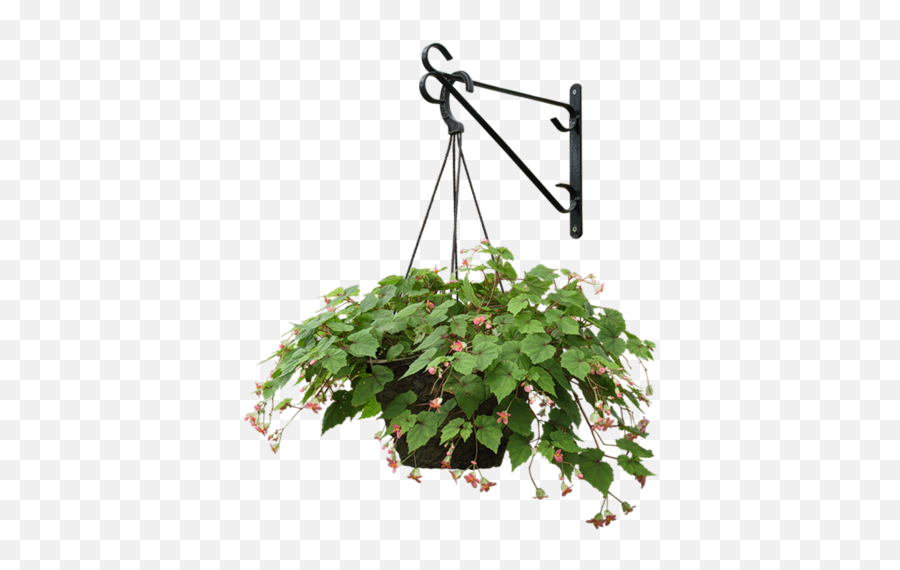 Plants Hanging Trees To Plant - Hanging Flower Pot Png,Hanging Plants Png