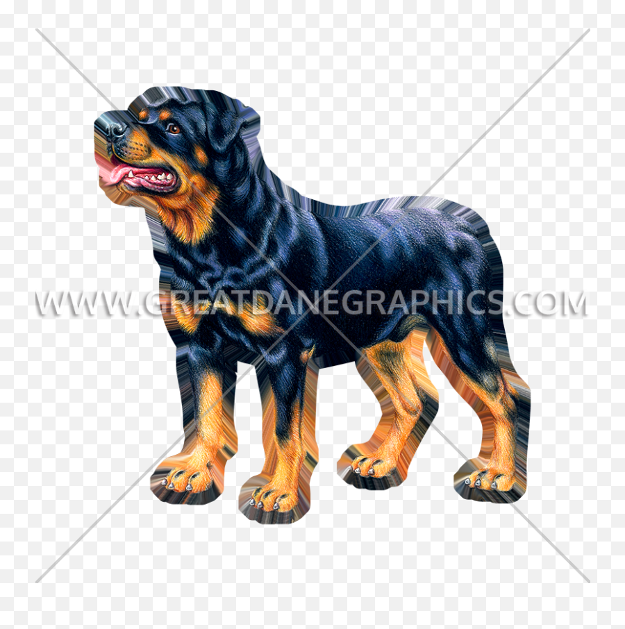 Rottweiler Standing Production Ready Artwork For T - Shirt Png,Rottweiler Png