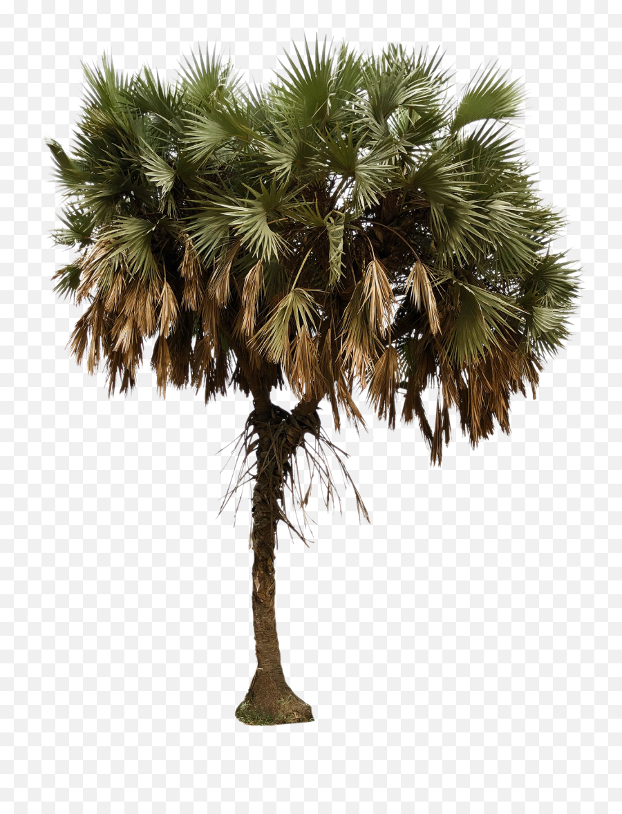 African Palm Tree - African Palm Tree Png,African Tree Png