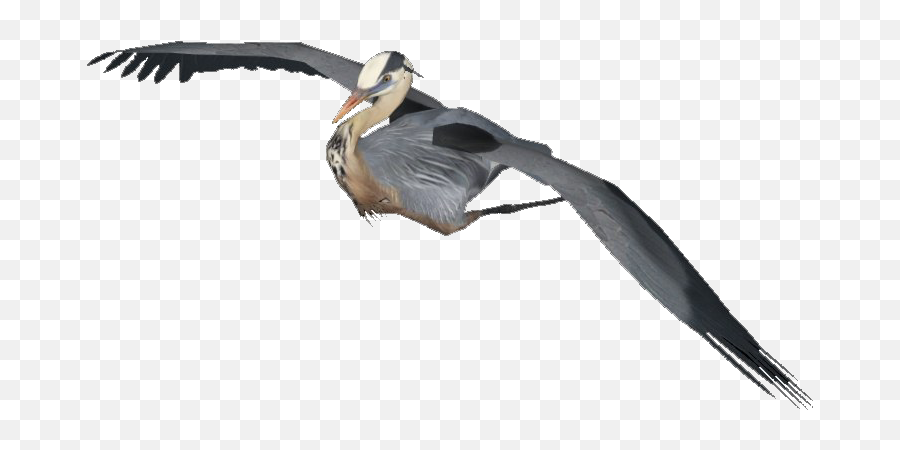 Flying Heron Png Image - Flying Heron Png,Flying Png