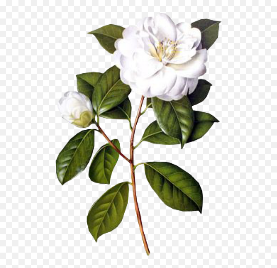 Download White Flowers Png Picsart Transparent - Uokplrs Jasmine Flower Botanical Illustration,White Flower Transparent
