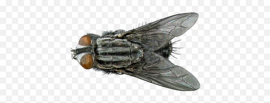 Flies Facts U0026 Information Hulett Pest Control - Flesh Fly Png,Fly Transparent