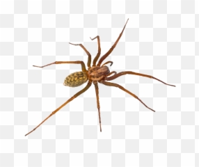 Download Bugs Png Image - Free Transparent Png Images Icons Portable Network Graphics,Tarantula Png