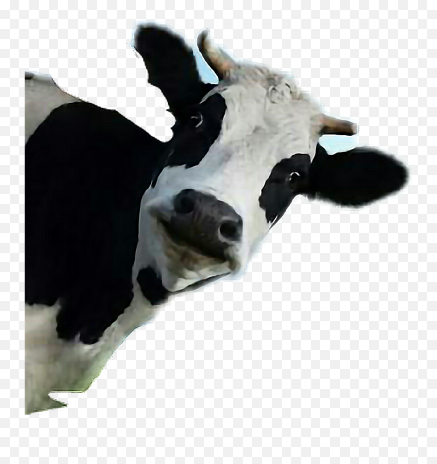 Suelta Sticker By - Funny Cow Transparen 1095562 Png Funny Cow Transparent Background,Funny Transparent Images