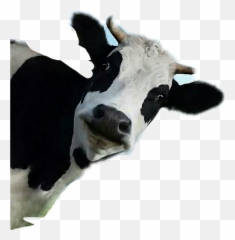 Suelta Sticker By - Funny Cow Transparen 1095562 PNG Transparent Background