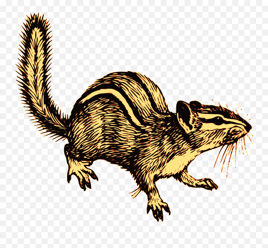 Free Clipart Of An Alert Chipmunk - Rodent Png,Chipmunk Png