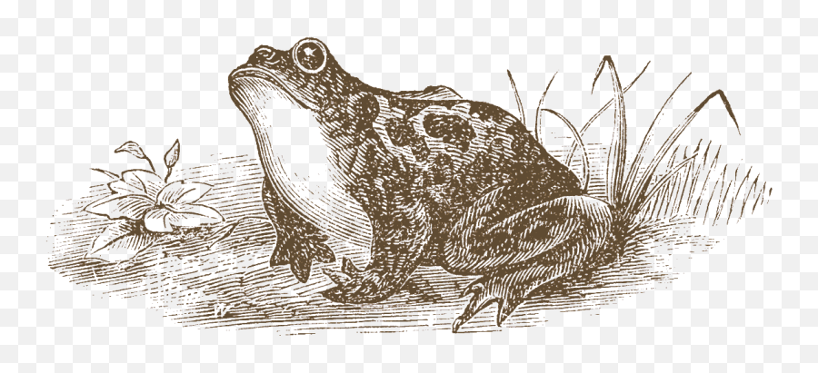Frog Tips - Toads Png,Wednesday Frog Png