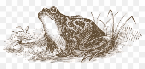 Frog Tips - Toads png