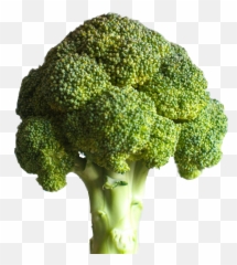 Broccoli Sticker By Tuyet Mai Nguyen - Deku Brocoli png