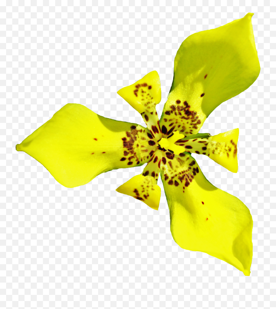 Download Orchid Png Image For Free - Cut Flowers,Orchid Png