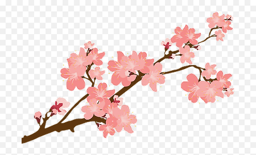 Reportar Abuso - Transparent Cherry Blossom Vector Clipart Transparent Cherry Blossoms Vector Png,Sakura Petal Png