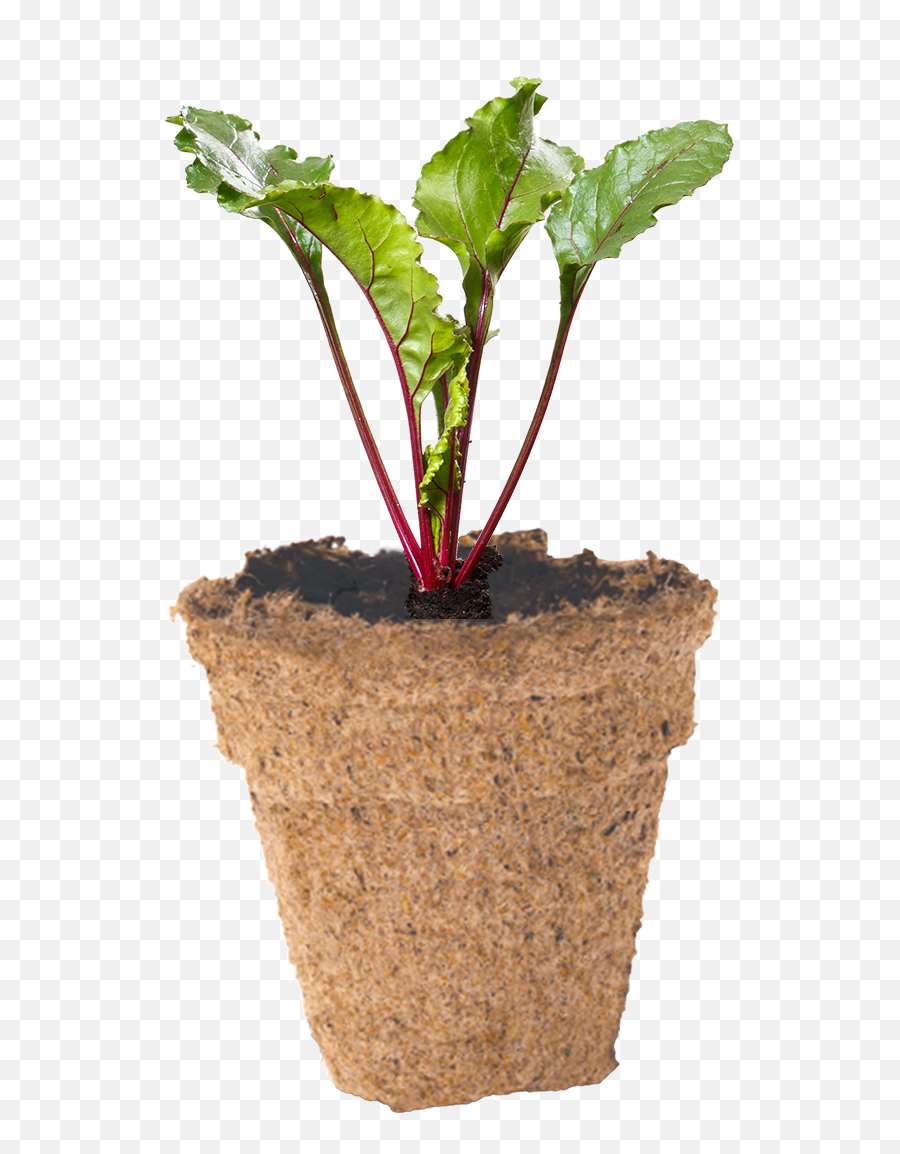 How To Grow Your Beetroot Seeds - Flowerpot Png,Seedling Png