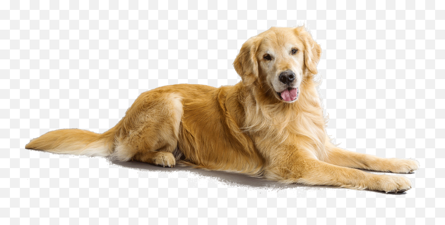 Dog Sitting Png Picture - Flat Coated Retriever Golden,Dog Sitting Png