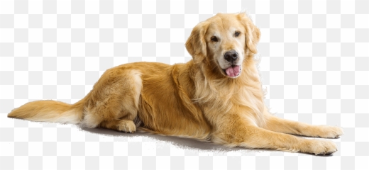 Dog Sitting Png Picture - Flat Coated Retriever Golden,Dog Sitting Png
