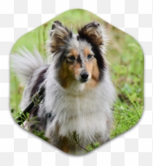 Saint Gertrude Of Nivelles Day - Dog png