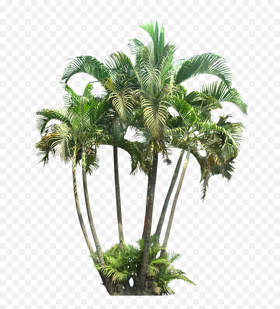 Tropical Plant Images With Transparent - Transparent Background Bushes Cut Out Png,Tropical Tree Png