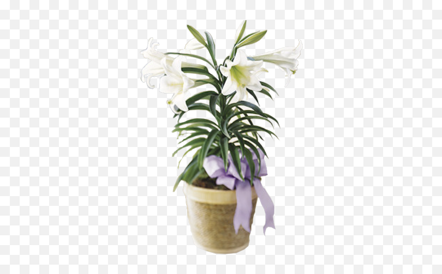 Easter Lilies Png Picture - Easter Lily Plant Png Transparent,Easter Lily Png