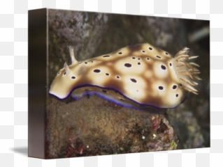Nudibranch Feeding - Underwater Png,Algae Png