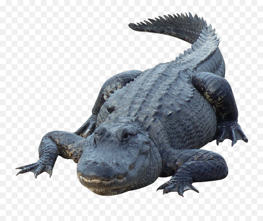 Crocodile Png Gator