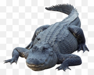 Crocodile Png Gator