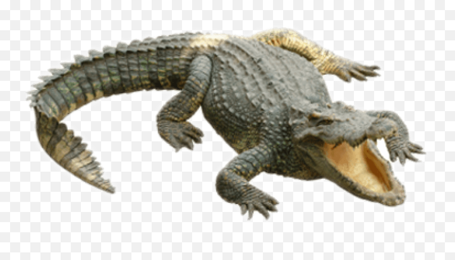 Clipart Transparent Download Crocodile Png Alligator Background
