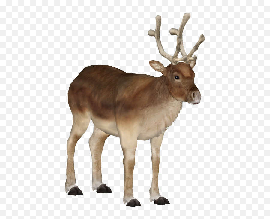 Download Caribou Png - Peary Caribou Png,Caribou Png