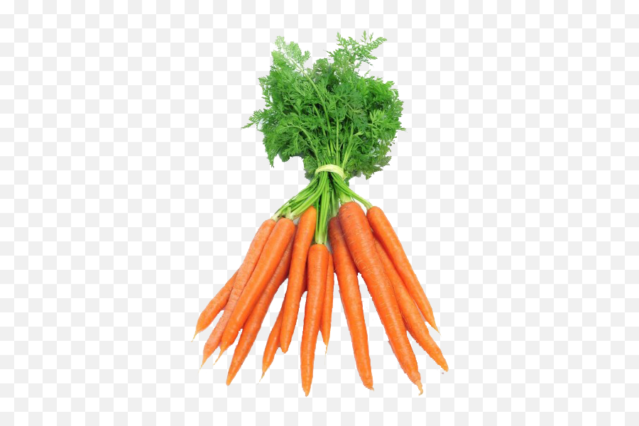 Download Zanahoria Manojos - Dutch Carrots Full Size Png Karoten,Carrots Png