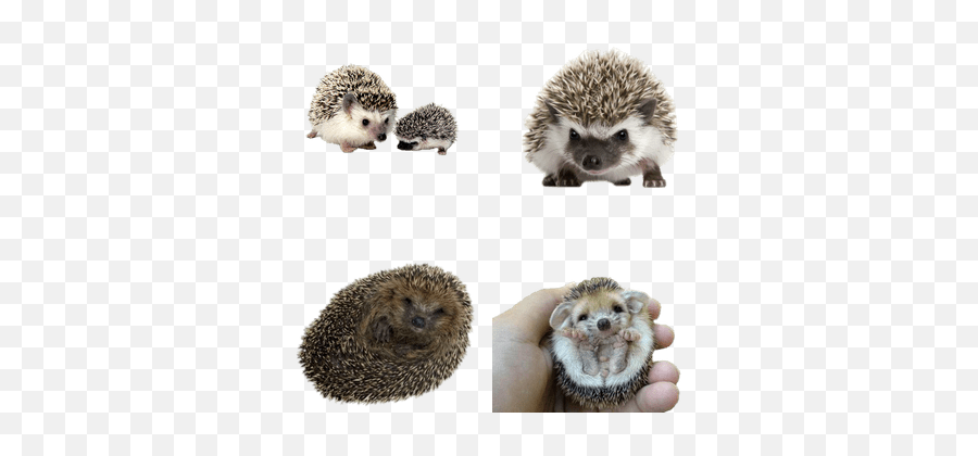 Hedgehogs Transparent Png Images - Stickpng Hedgehog Transparent Background,Hedgehog Transparent Background