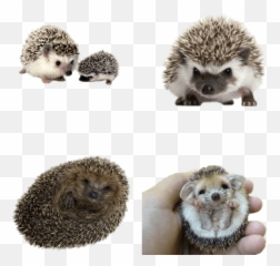 Hedgehogs Transparent Png Images - Stickpng Hedgehog Transparent Background,Hedgehog Transparent Background