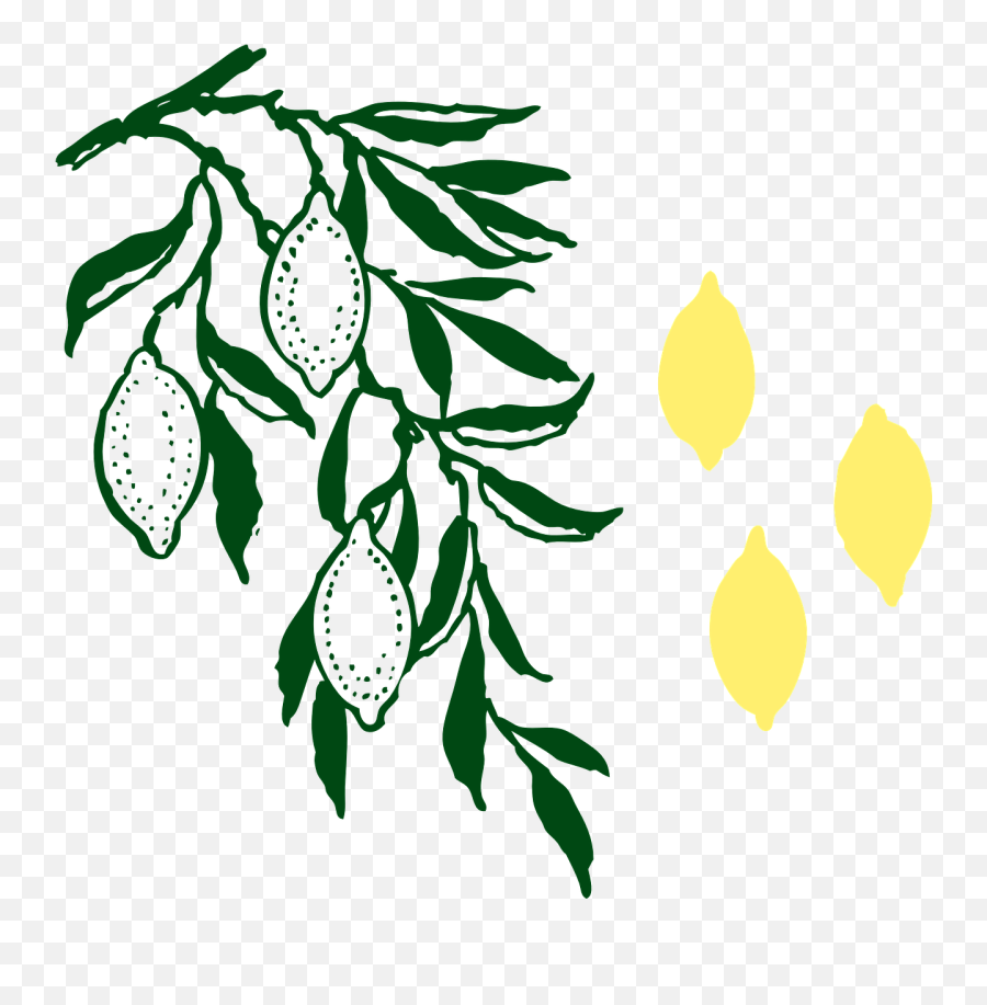 Lemon Tree Lemons - Limoncello Png,Lemon Tree Png