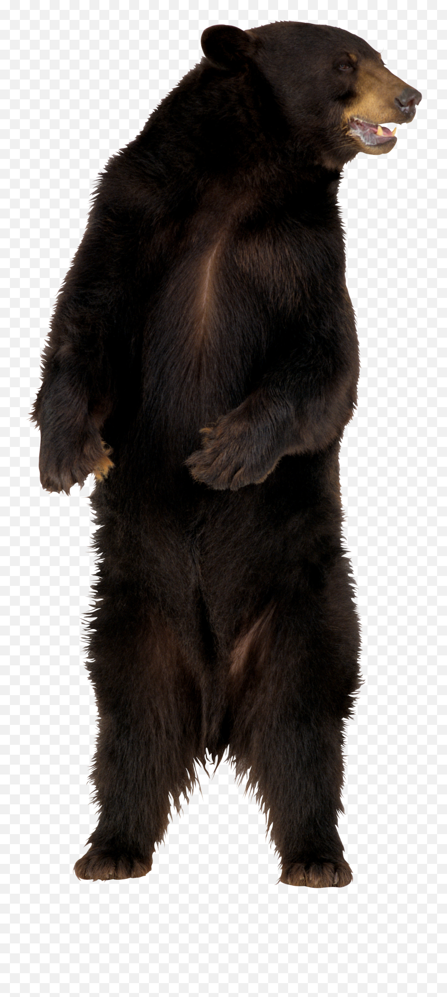 Bear Png Image - Purepng Free Transparent Cc0 Png Image Black Bear Png,Grizzly Bear Png